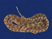 藏品(紅斑蛇)的圖片